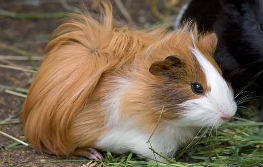 Porcusorului de Guineea - Reproducere